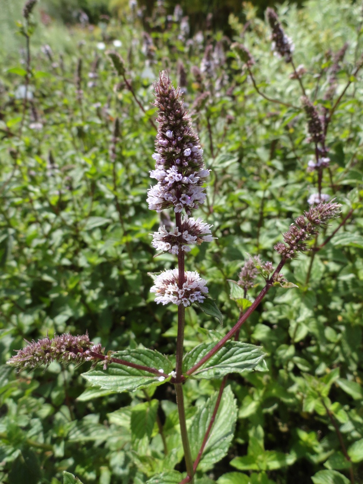 Mentha x piperita var sylvestris - Conservatoire National des Plantes