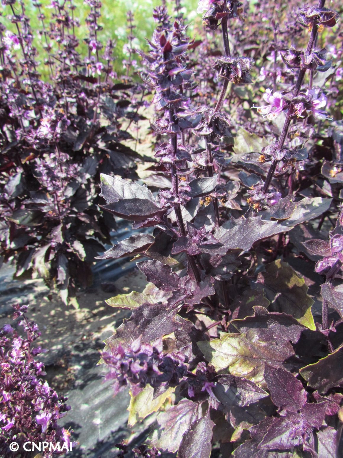 Ocimum basilicum cv opal - Conservatoire National des Plantes