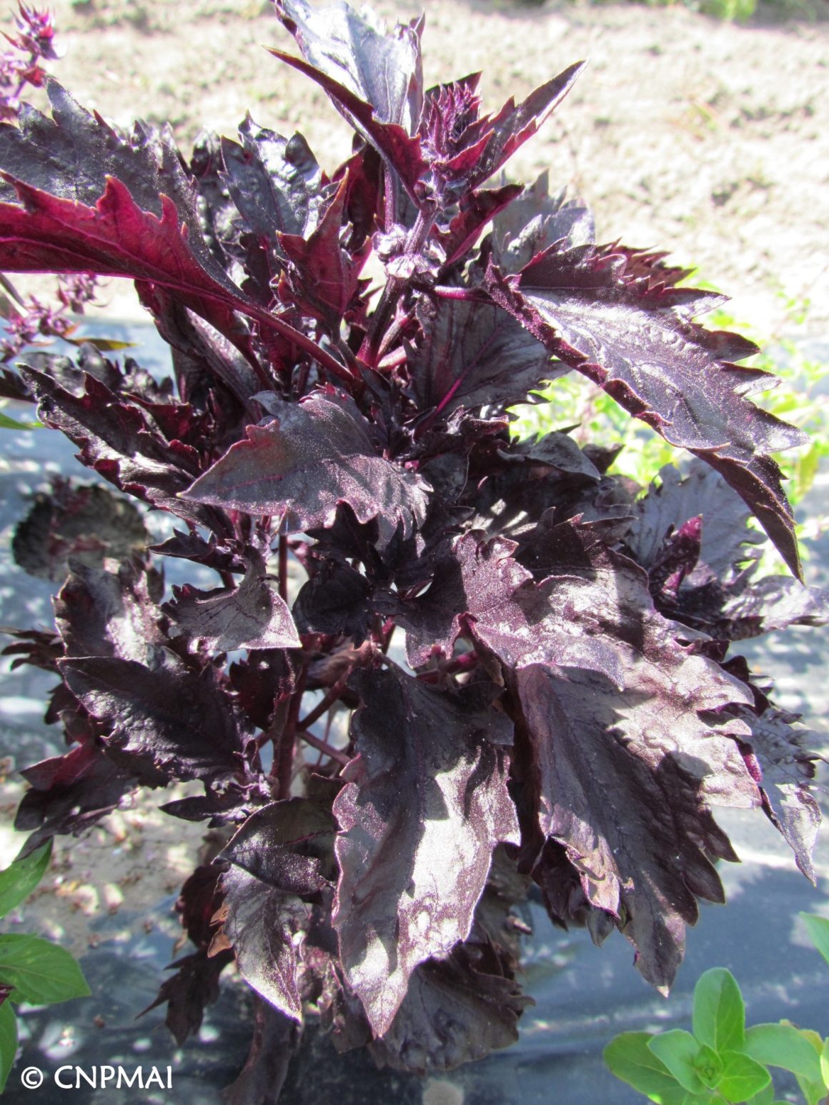 Ocimum basilicum cv purple ruffles - Conservatoire National des Plantes