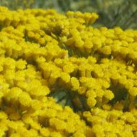 En pleine floraison, les capitules sont jaunes